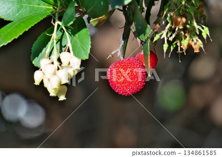 紅草莓果實（冬季，十二月） 134861585