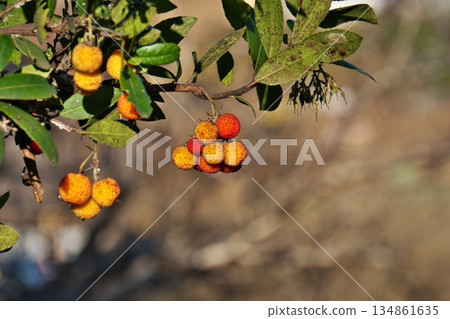 Red and yellow strawberry fruit (winter, December) Red and yellow strawberry fruit (winter, December) 134861635