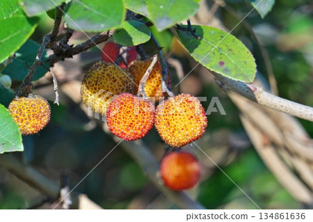 Red and yellow strawberry fruit (winter, December) Red and yellow strawberry fruit (winter, December) 134861636