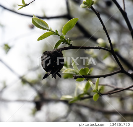 Young spring leaves on a branch. Minimalistic quince branches. Cydonia in early spring. Last year's fruit remains on the branch. 134861730