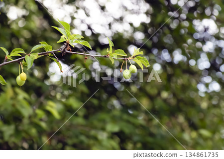 An unripe cherry plums, or Prunus cerasifera. Close-up. Blurred background. An unripe cherry plums, or Prunus cerasifera. Close-up. Blurred background. 134861735