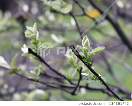 Young spring leaves on branch. Quince minimalist branches. Cydonia in early spring. Young spring leaves on branch. Quince minimalist branches. Cydonia in early spring. 134861742