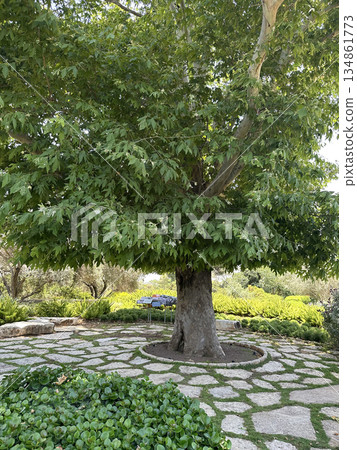 Ramat HaNadiv Park in memory of Baron Edmond de Rothschild Ramat HaNadiv Park in memory of Baron Edmond de Rothschild 134861773