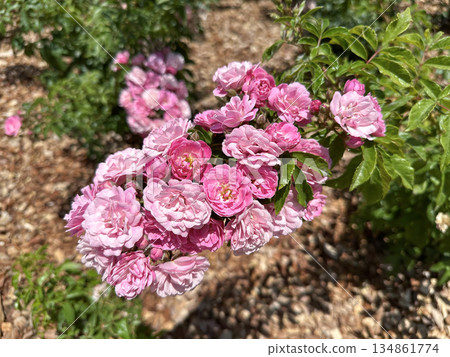 Pink roses in the Rothschild Park rose garden 134861774