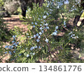 Arborvitae bush with fruits (lat. -Thuja occidentalis) in Ramat HaNadiv Park in memory of Baron Edmond de Rothschild 134861776