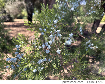 Arborvitae bush with fruits (lat. -Thuja occidentalis) in Ramat HaNadiv Park in memory of Baron Edmond de Rothschild 134861776