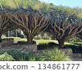 Dragon tree alley (lat. - Dracaena draco) in Ramat HaNadiv Park in memory of Baron Edmond de Rothschild 134861777