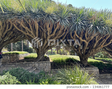 Dragon tree alley (lat. - Dracaena draco) in Ramat HaNadiv Park in memory of Baron Edmond de Rothschild 134861777