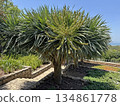 Dragon tree (lat. - Dracaena draco) in Ramat HaNadiv Park in memory of Baron Edmond de Rothschild 134861778
