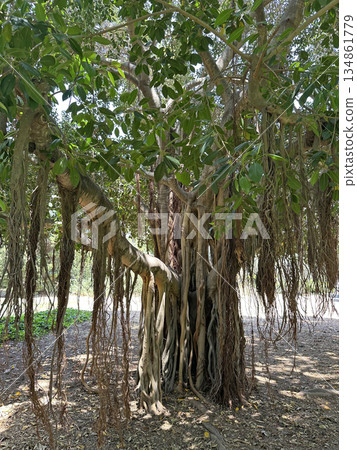 Banyan tree alley (lat. -Ficus benghalensis) in Ramat HaNadiv Park in memory of Baron Edmond de Rothschild 134861779