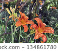 Orange day-lily (lat. -Hemerocallis) in Ramat HaNadiv Park in memory of Baron Edmond de Rothschild 134861780