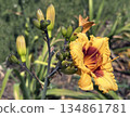 Yellow day-lily (lat. -Hemerocallis) in Ramat HaNadiv Park in memory of Baron Edmond de Rothschild 134861781