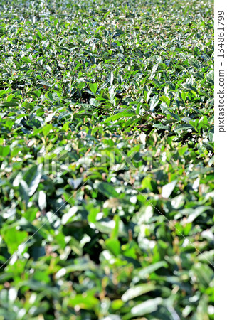 Tea fields, Hiranooka, Tokorozawa City 134861799