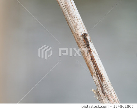 大津博（男） 134861805