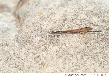 Otsumenbo (male) Otsumenbo (male) 134861814