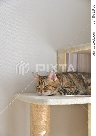 Cat sleeping on cat tower American shorthair brown patched tabby Cat sleeping on cat tower American shorthair brown patched tabby 134861910