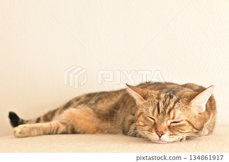 貓咪睡顏撫慰人心的生活 [寵物] [室內裝潢] [放鬆] 134861917