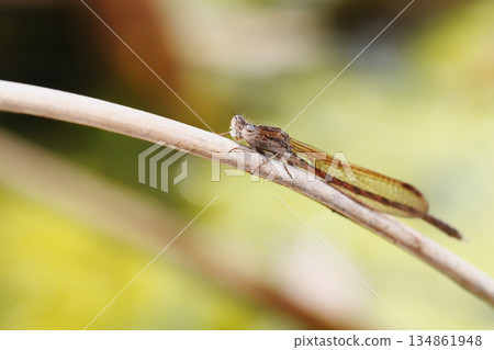 大津博（男） 134861948