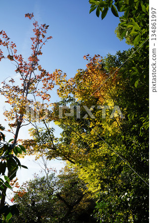 京都寺廟庭院裡的樹木充滿了秋天的氣息。 134861997