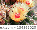 Blossom of Ferocactus from Mexico (Ferocactus pottsii) 134862025