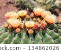 Blossom of Ferocactus from Mexico (Ferocactus pottsii) 134862026