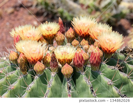 Blossom of Ferocactus from Mexico (Ferocactus pottsii) 134862026