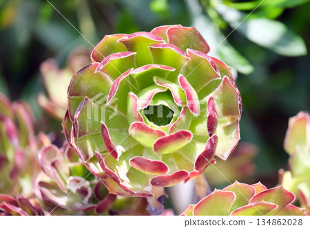 Tree aeonium, tree houseleek, or Irish rose (Aeonium arboreum) Tree aeonium, tree houseleek, or Irish rose (Aeonium arboreum) 134862028
