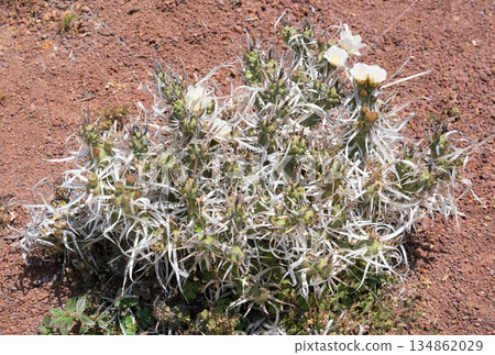 Paper Spine Cactus (Tephrocactus articulatus) in the park 134862029