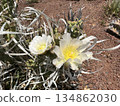 Paper Spine Cactus (Tephrocactus articulatus) in the park 134862030