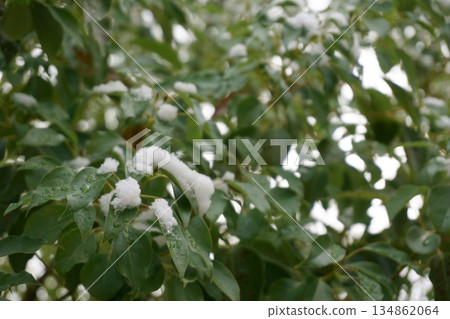 Snow on the leaves Snow on the leaves 134862064