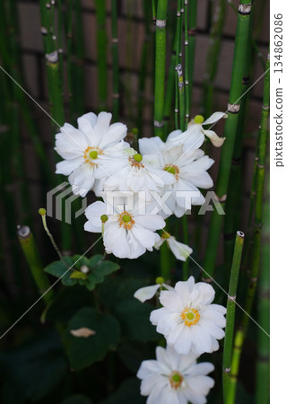 White double-flowered chrysanthemums blooming in the garden of a temple in Kyoto 134862086