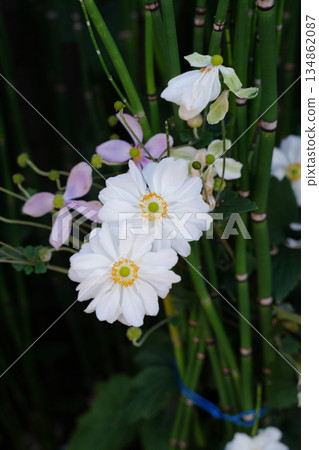 White double-flowered chrysanthemums blooming in the garden of a temple in Kyoto 134862087