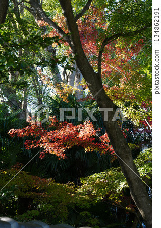 Autumn leaves on the trees in the grounds of a Buddhist temple in Kyoto Autumn leaves on the trees in the grounds of a Buddhist temple in Kyoto 134862191