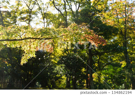 京都一座佛教寺廟內樹木上的秋葉 134862194
