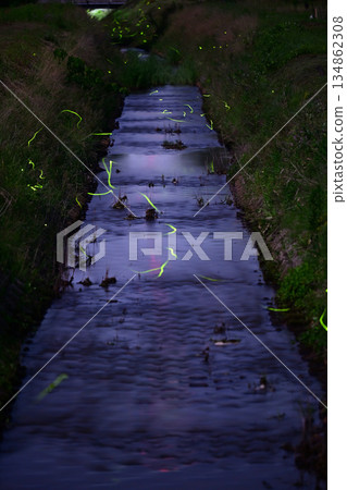 Firefly landscape Firefly landscape 134862308