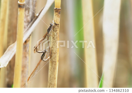 Slender Damselfly mating Slender Damselfly mating 134862310