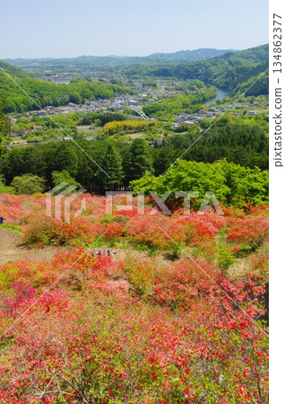 Azalea colony on Mt. Kanao in Yorii Azalea colony on Mt. Kanao in Yorii 134862377