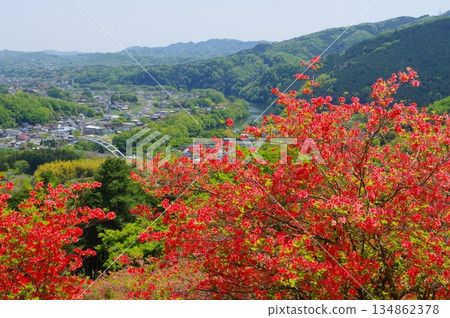 寄居金尾山的杜鵑花群 134862378