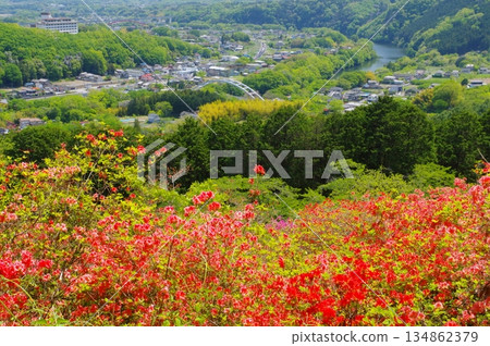 寄居金尾山的杜鵑花群 寄居金尾山的杜鵑花群 134862379