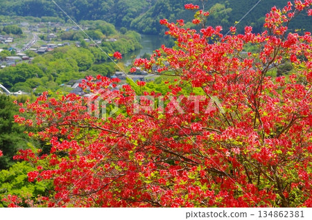 Azalea colony on Mt. Kanao in Yorii 134862381