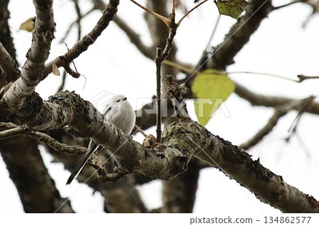 A long-tailed tit perched on a branch in the forest A long-tailed tit perched on a branch in the forest 134862577