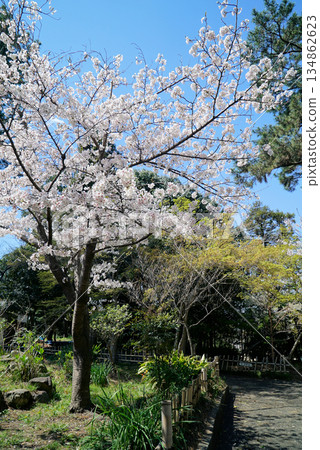 富部神社，藍天櫻花 134862623