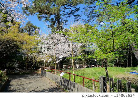 Tomibe Shrine with blue skies and cherry blossoms Tomibe Shrine with blue skies and cherry blossoms 134862624