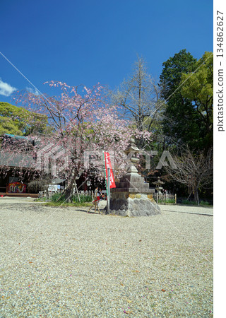 富部神社,藍天櫻花 富部神社,藍天櫻花 134862627