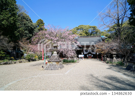 富部神社，藍天櫻花 134862630