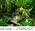 Statue of the Iriomote Wildcat on Yubu Island, Okinawa 134862827