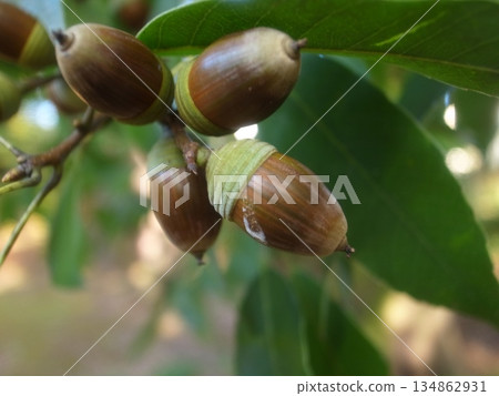 Acorn Acorn 134862931