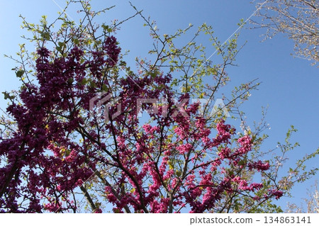 丹波市的春天，櫻花盛開，位於兵庫縣柏原市冰上町。 134863141