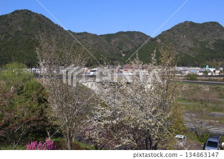 丹波市的春天,櫻花盛開,位於兵庫縣柏原市冰上町。 丹波市的春天,櫻花盛開,位於兵庫縣柏原市冰上町。 134863147