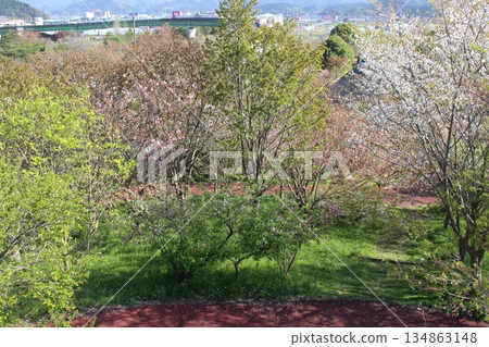 丹波市的春天,櫻花盛開,位於兵庫縣柏原市冰上町。 丹波市的春天,櫻花盛開,位於兵庫縣柏原市冰上町。 134863148